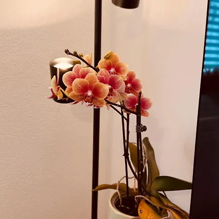 Cozy Corner - Appartamento Passavia